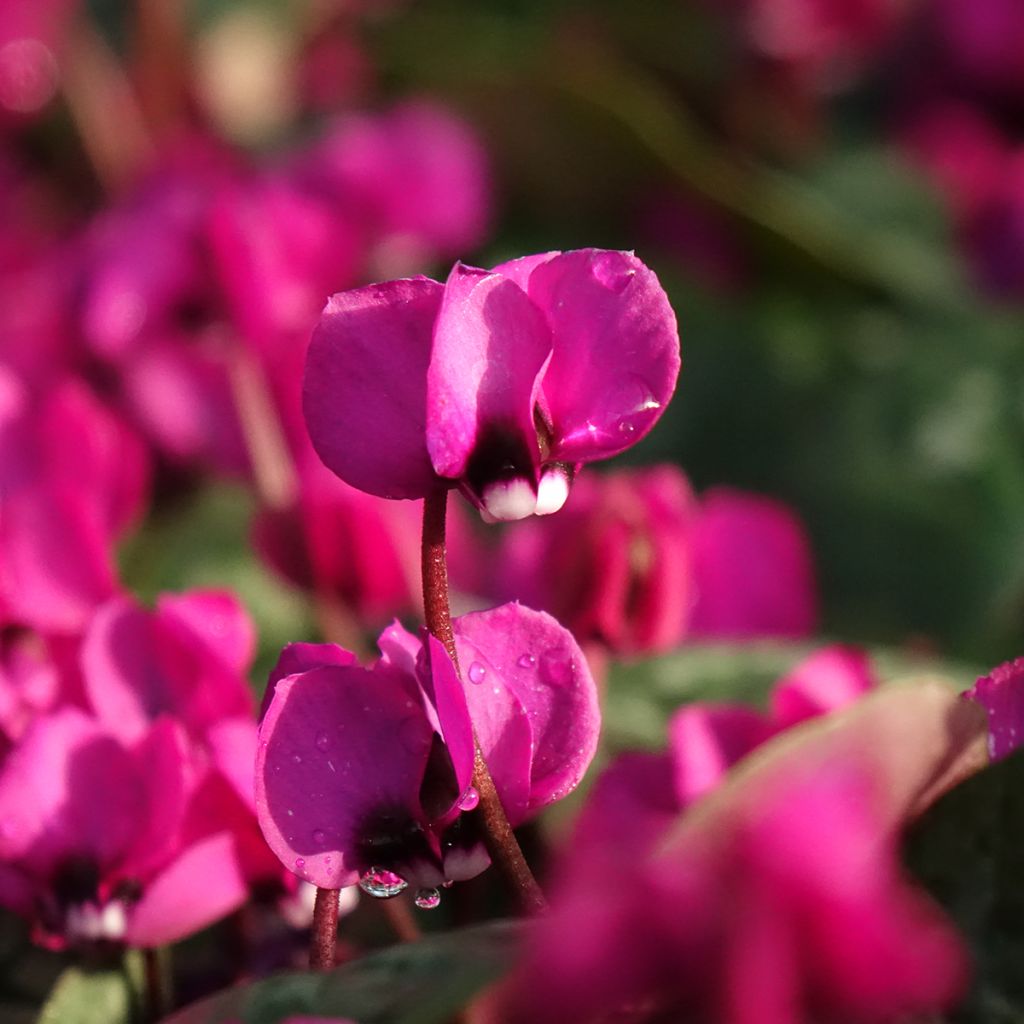 Cyclamen coum Meaden's Crimson feuillage marbré