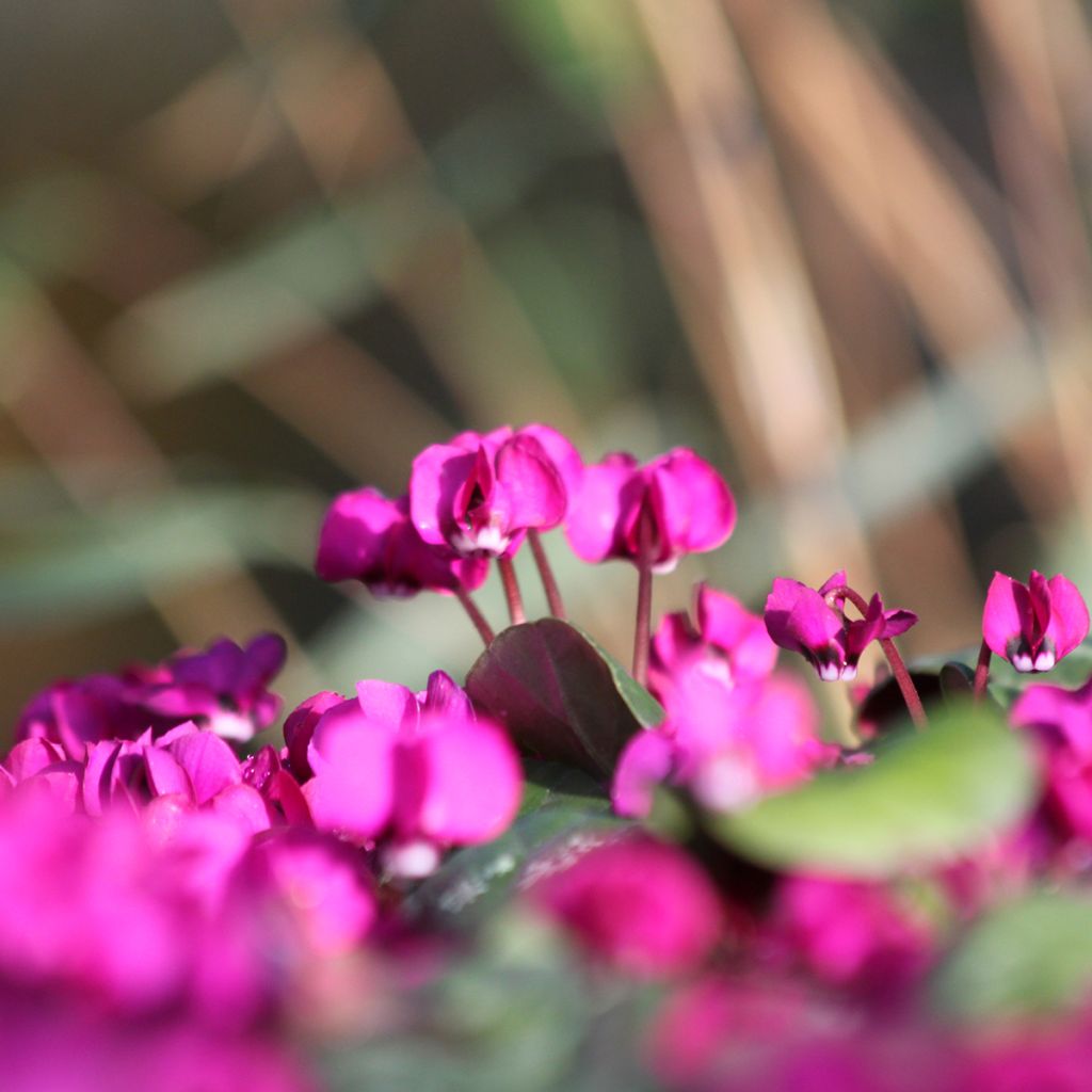 Cyclamen coum Meaden's Crimson feuillage marbré