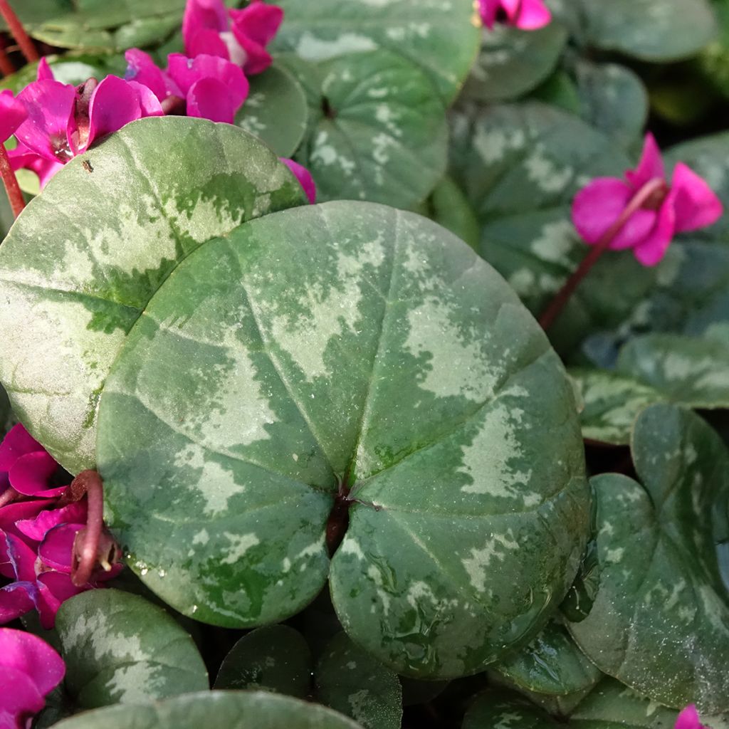 Cyclamen coum Meaden's Crimson feuillage marbré