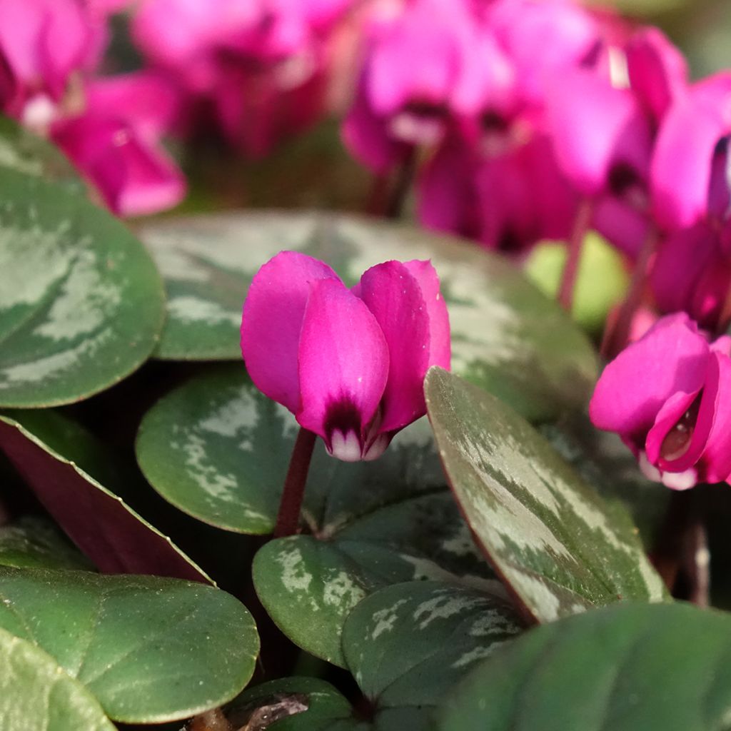 Cyclamen coum Meaden's Crimson feuillage marbré