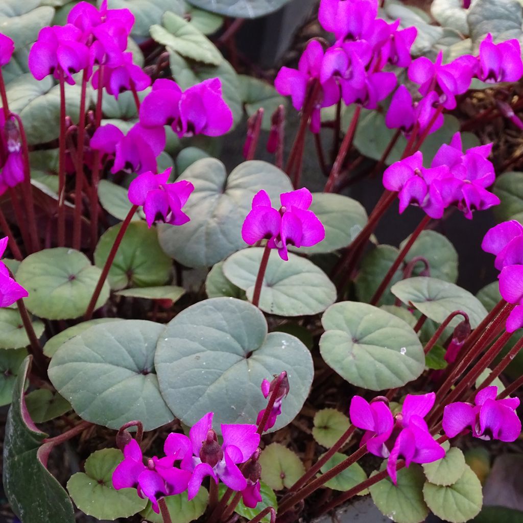 Cyclamen coum Meaden's Crimson feuillage vert