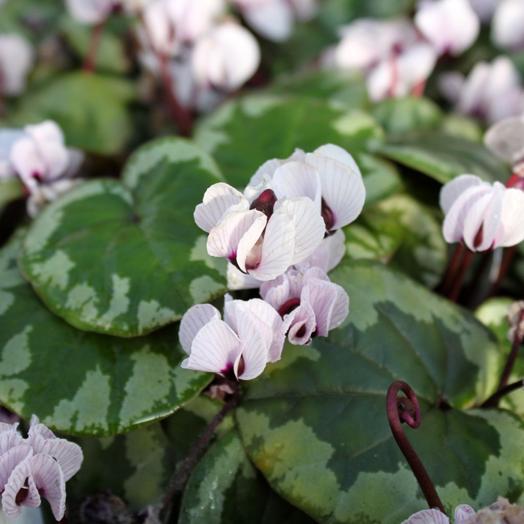 Cyclamen coum Porcelain