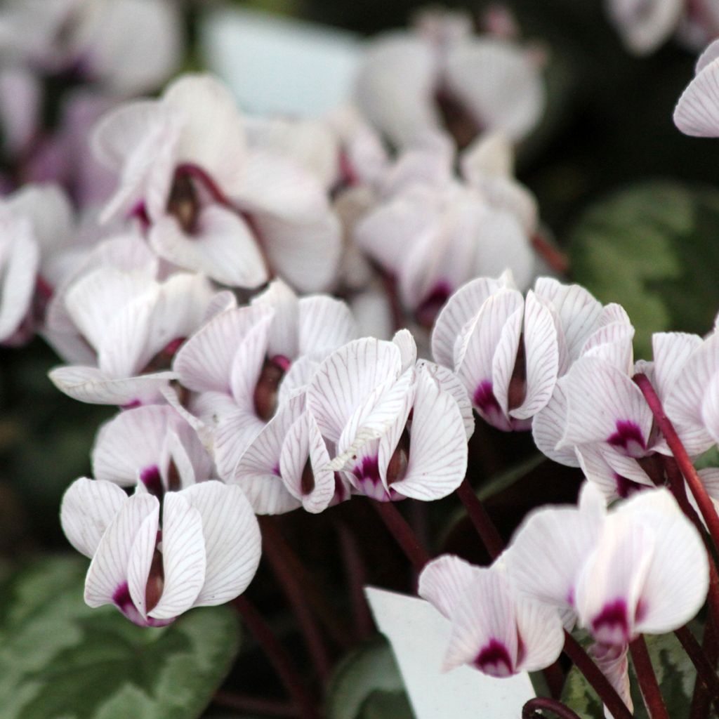 Cyclamen coum Porcelain