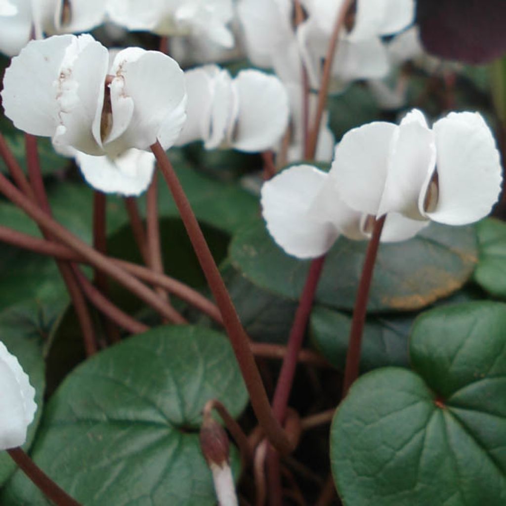 Cyclamen coum Blanc