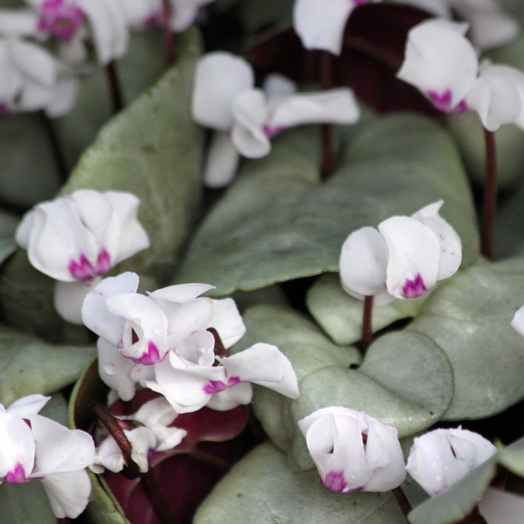 Cyclamen coum blanc feuillage gris