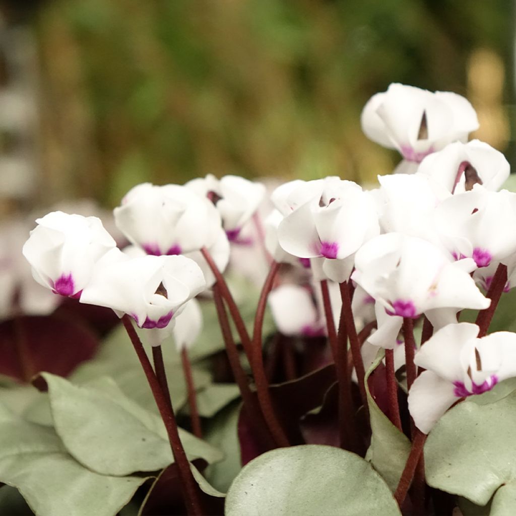 Cyclamen coum blanc feuillage gris