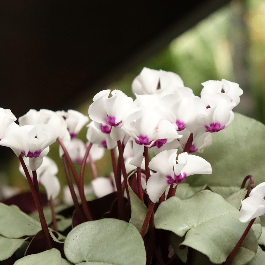 Cyclamen coum blanc feuillage gris