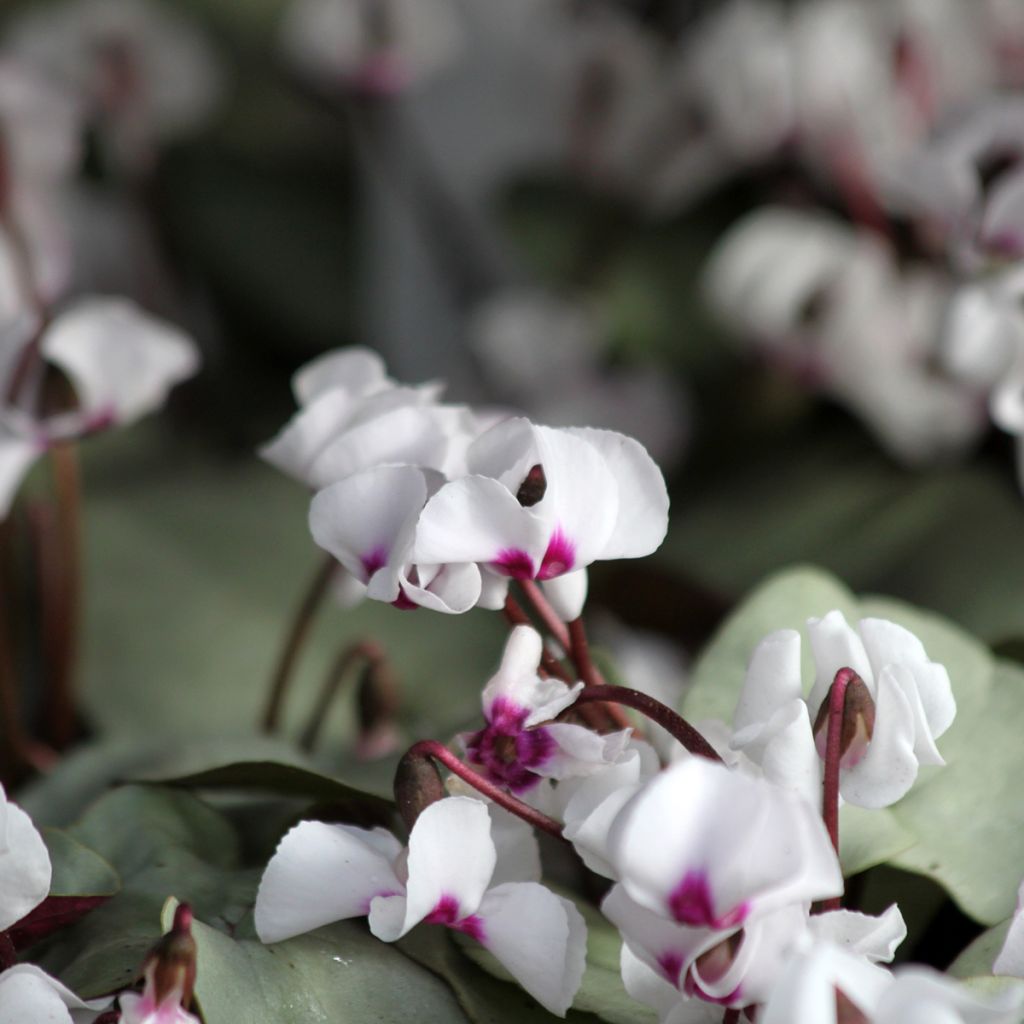 Cyclamen coum blanc feuillage gris