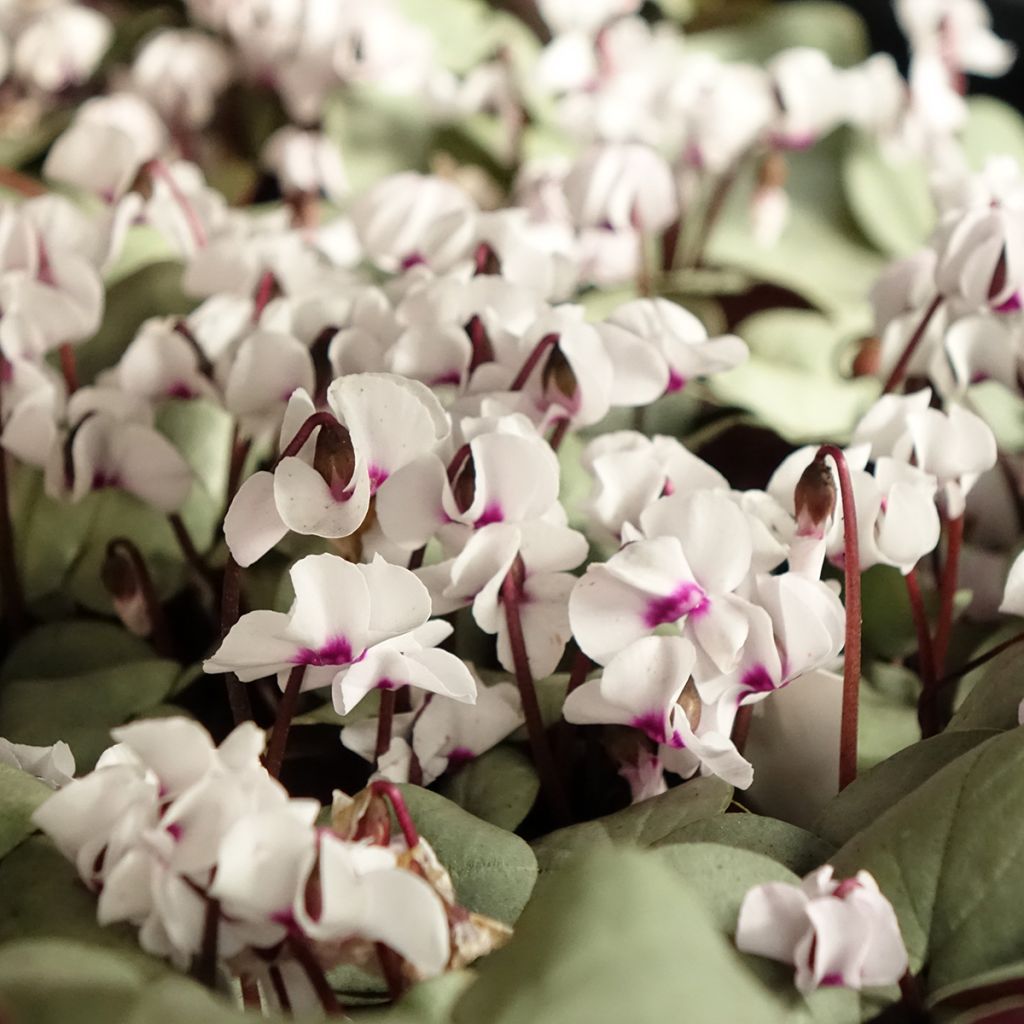 Cyclamen coum blanc feuillage gris