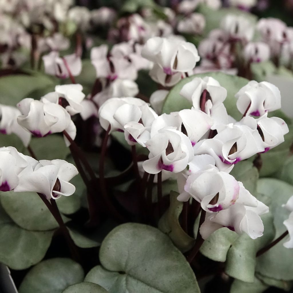 Cyclamen coum blanc feuillage gris