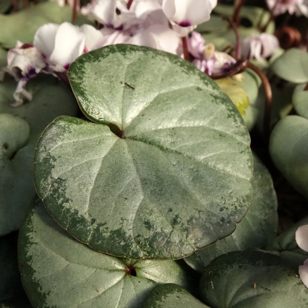 Cyclamen coum blanc feuillage gris