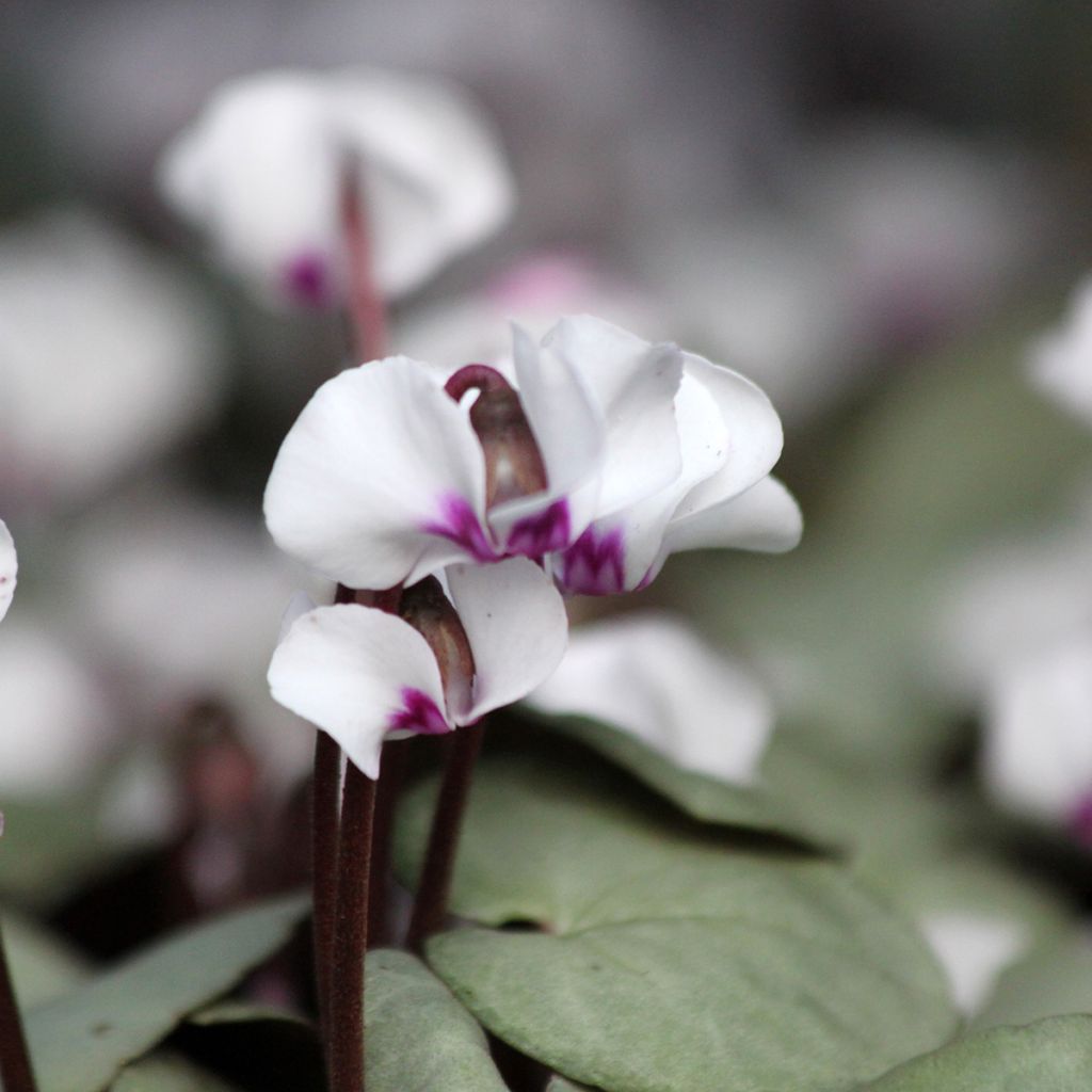 Cyclamen coum blanc feuillage gris