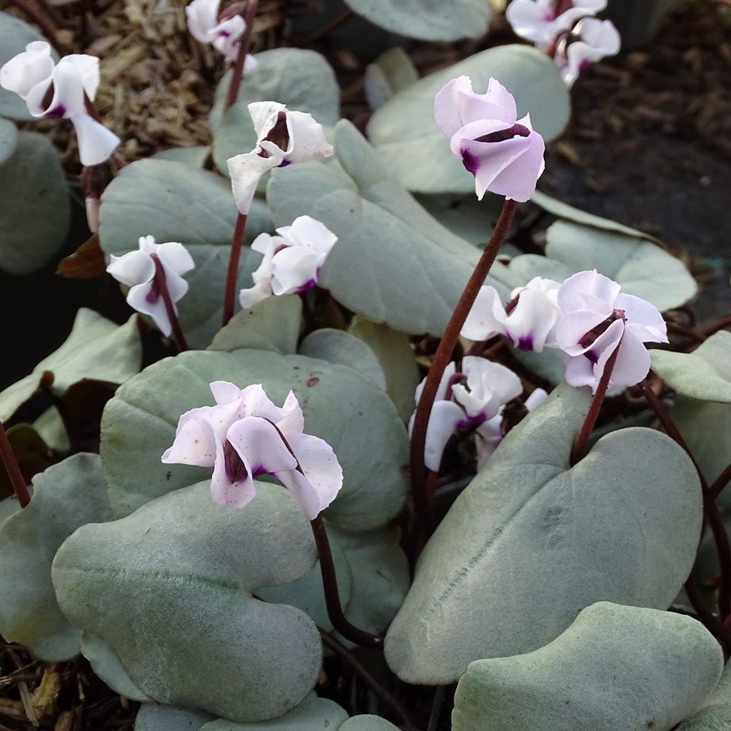 Cyclamen coum blanc feuillage gris