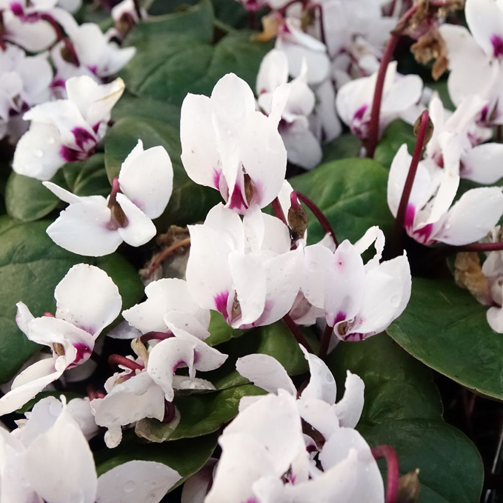 Cyclamen coum blanc feuillage vert