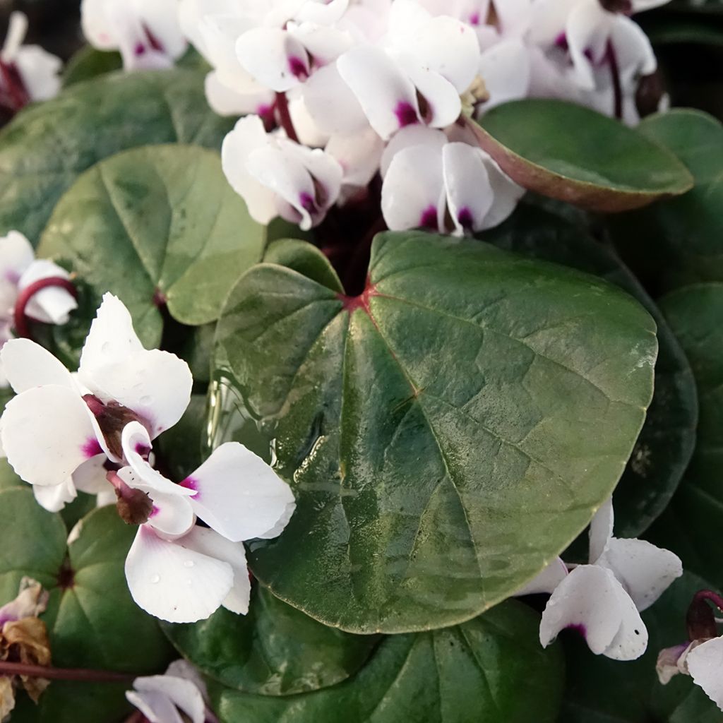 Cyclamen coum blanc feuillage vert