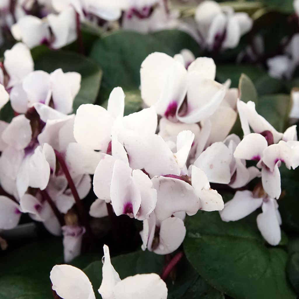 Cyclamen coum blanc feuillage vert