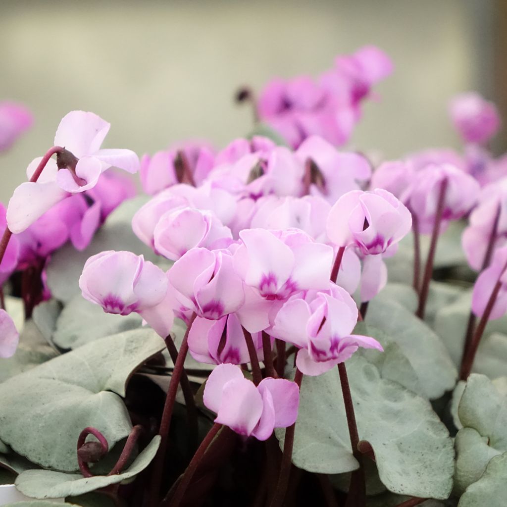 Cyclamen coum rose feuillage gris