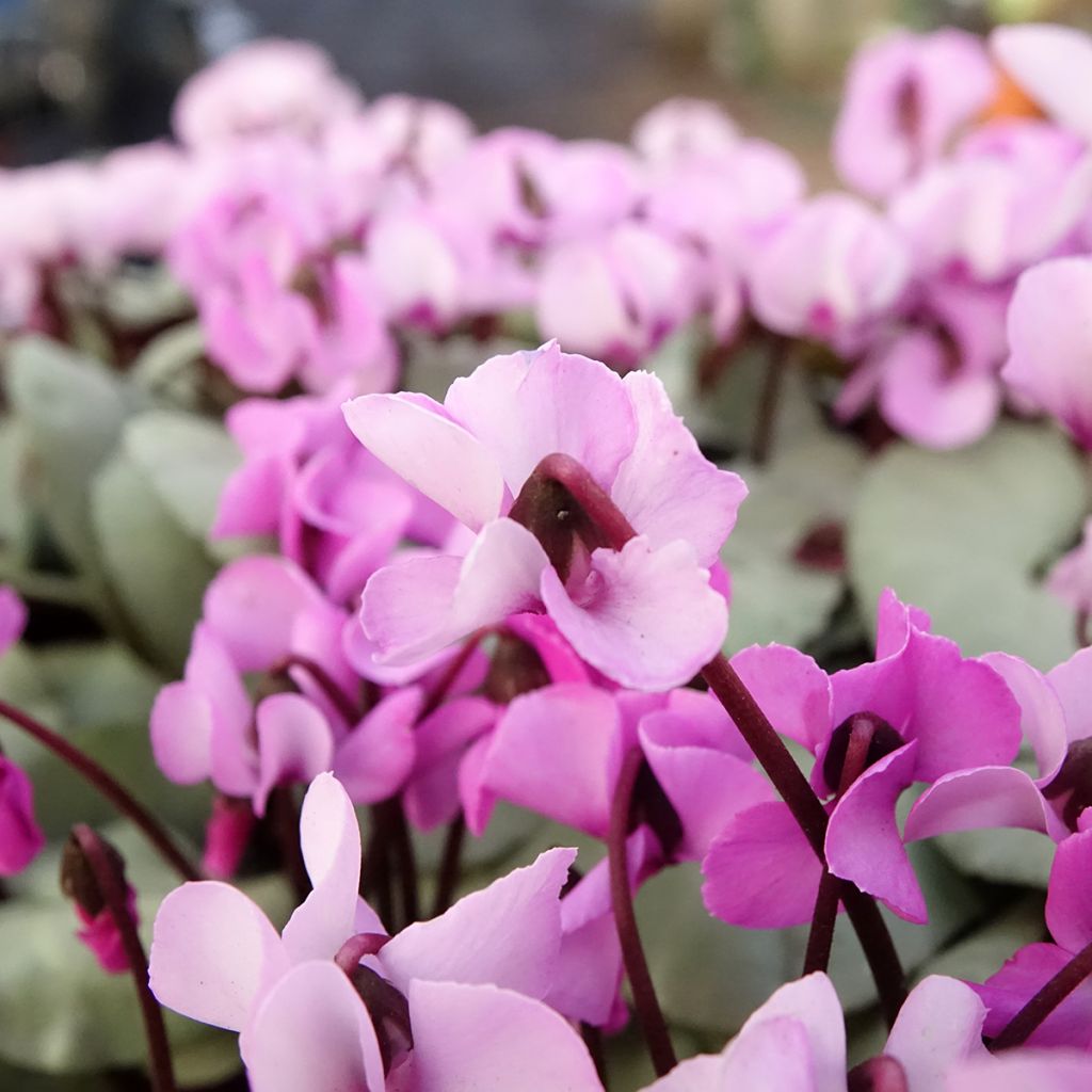 Cyclamen coum rose feuillage gris