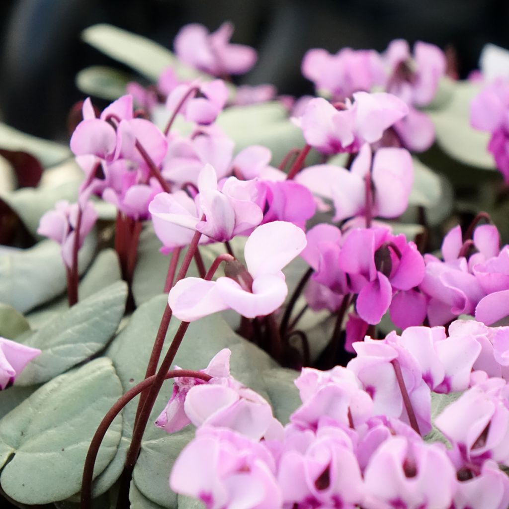 Cyclamen coum rose feuillage gris