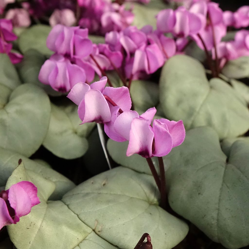 Cyclamen coum rose feuillage gris