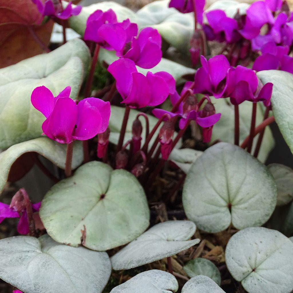 Cyclamen coum rose feuillage gris