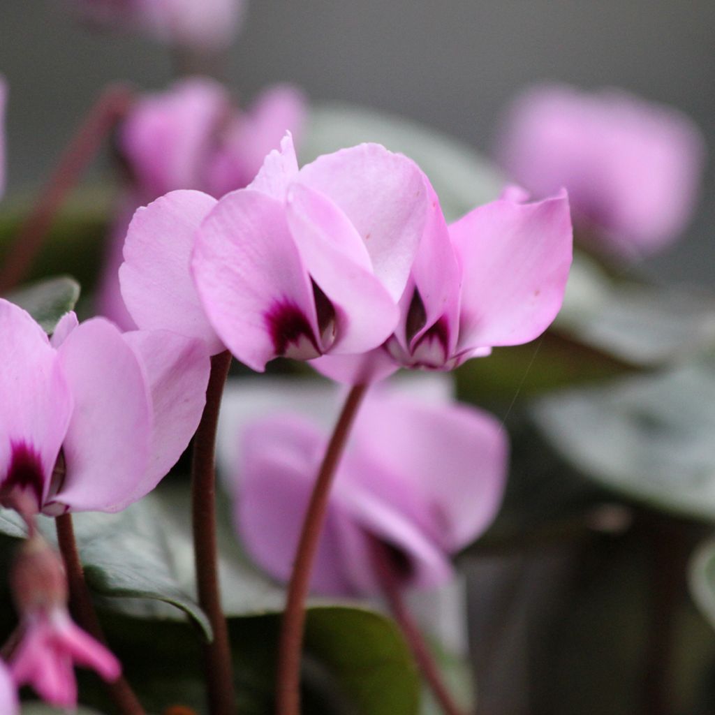 Cyclamen coum rose feuillage marbré