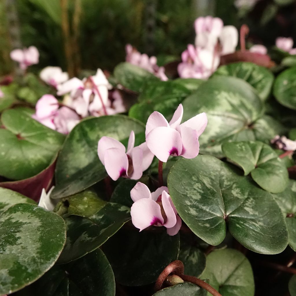 Cyclamen coum rose feuillage marbré