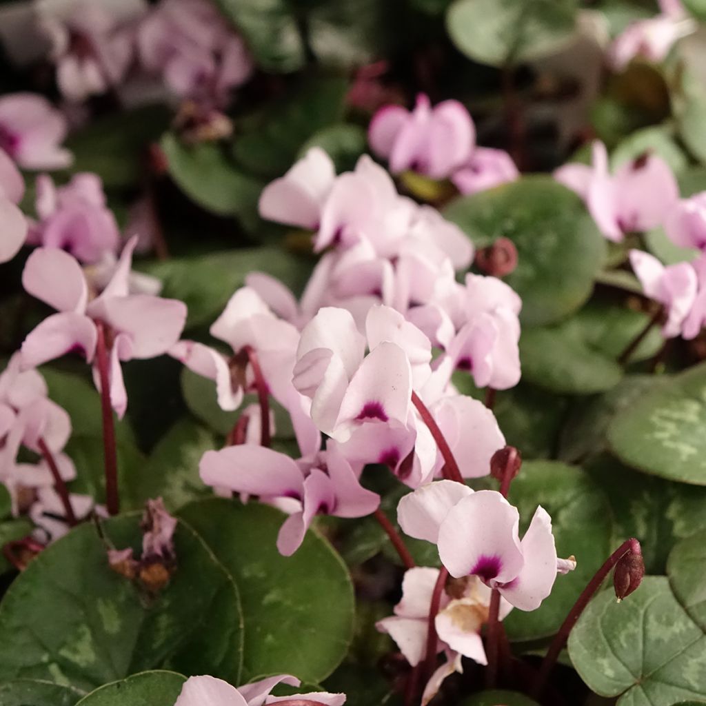 Cyclamen coum rose feuillage marbré