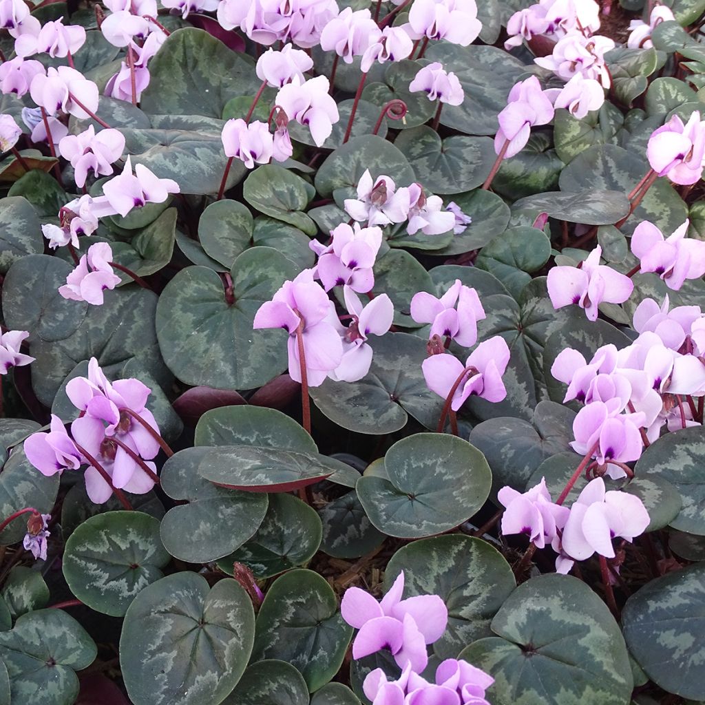 Cyclamen coum rose feuillage marbré