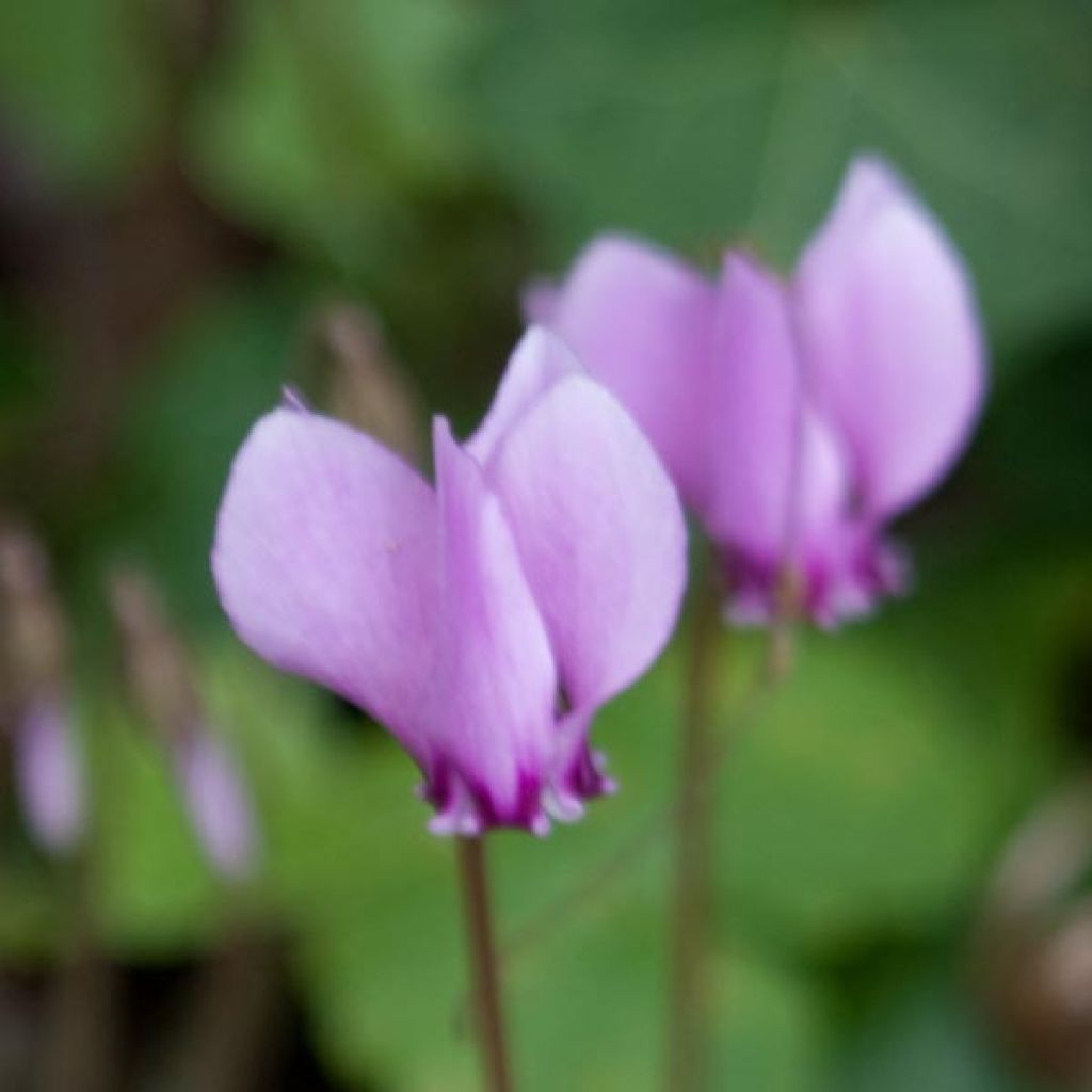 Cyclamen de Naples rose