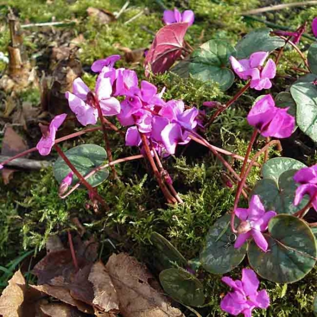 Cyclamen Coum rose