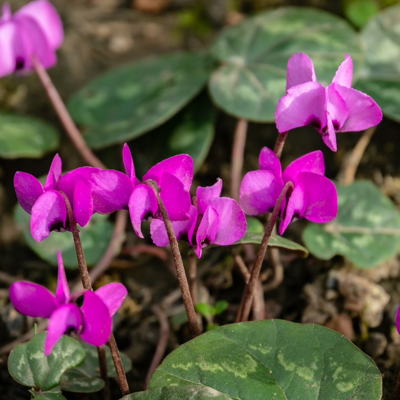 Cyclamen Coum Rose De Charmantes Fleurs Roses En Hiver Cyclamen Coum Rose De Charmantes Fleurs Roses En Hiver
