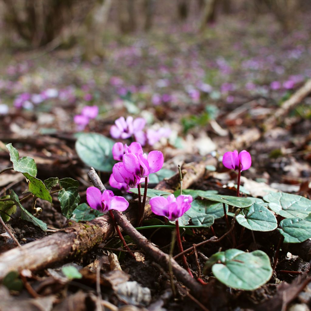 Cyclamen coum Rose en godet