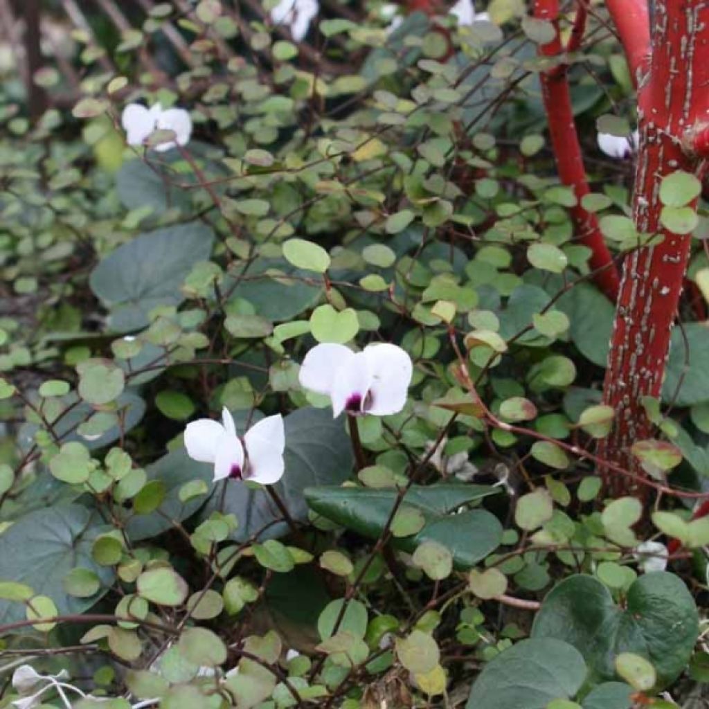 Cyclamen coum Blanc