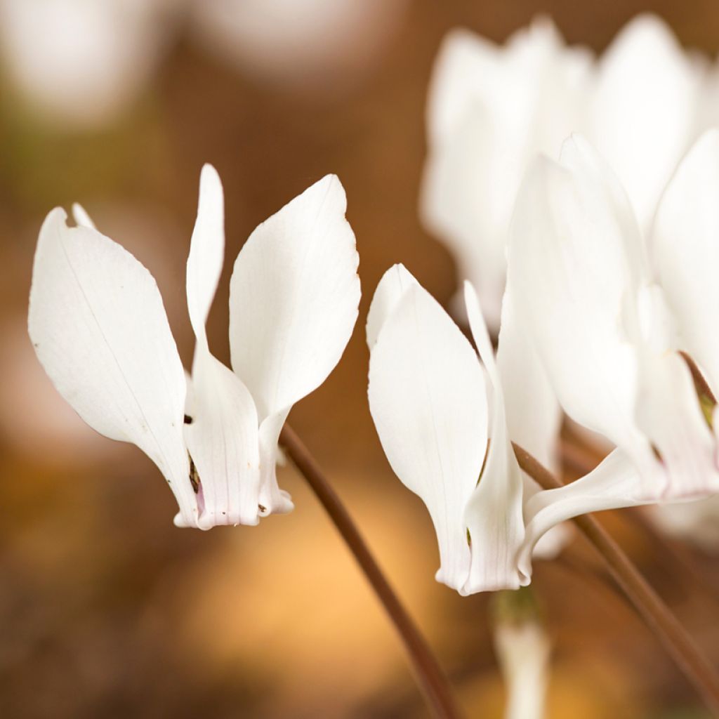 Cyclamen de Naples blanc