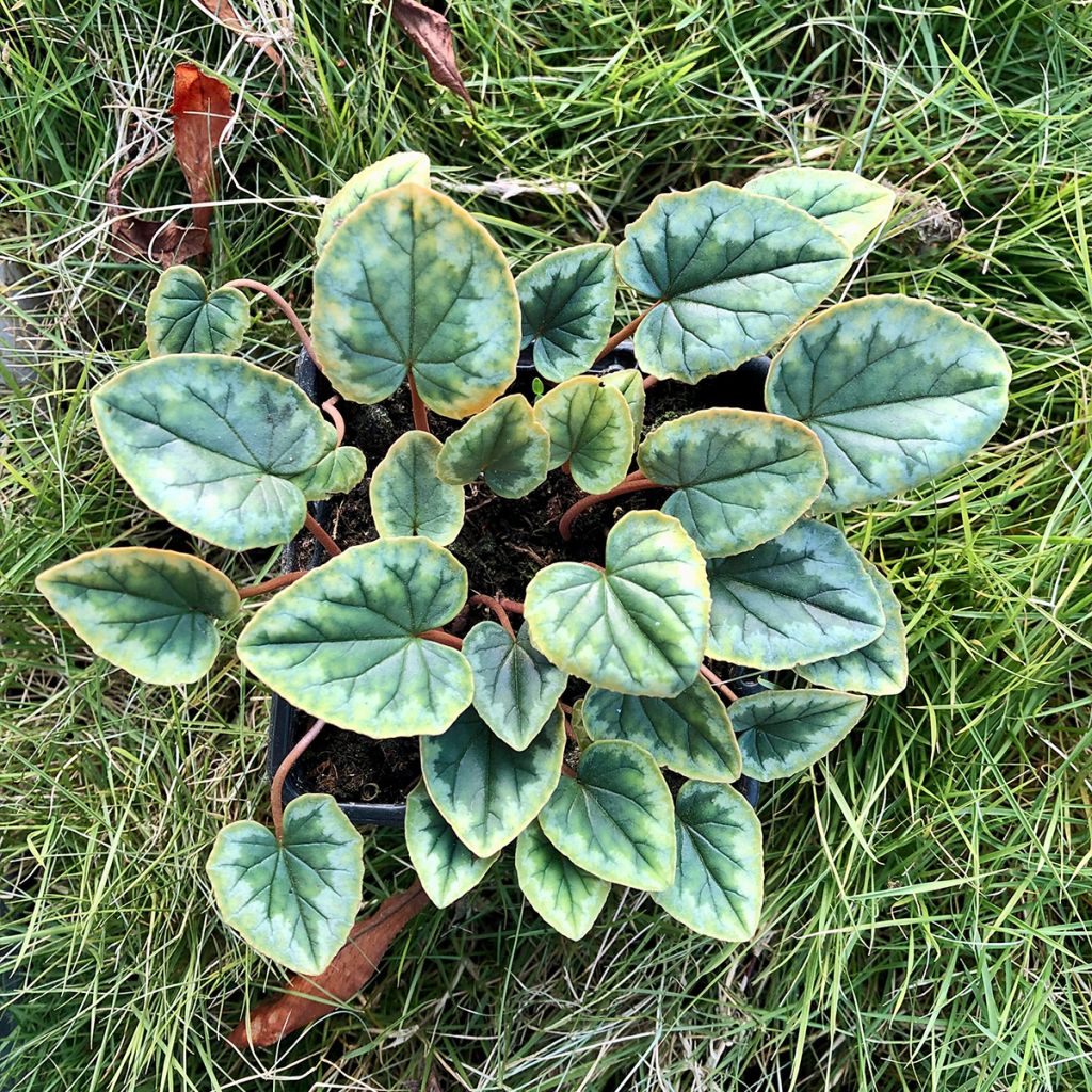 Cyclamen de Naples blanc