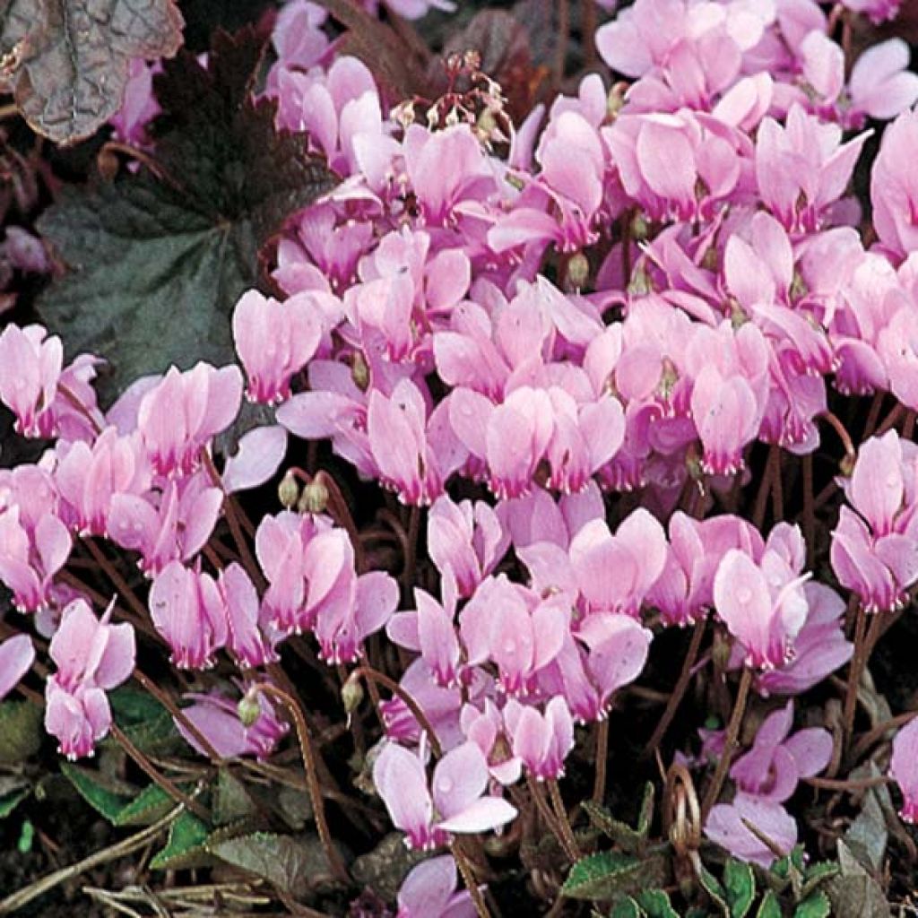 Cyclamen de Naples rose