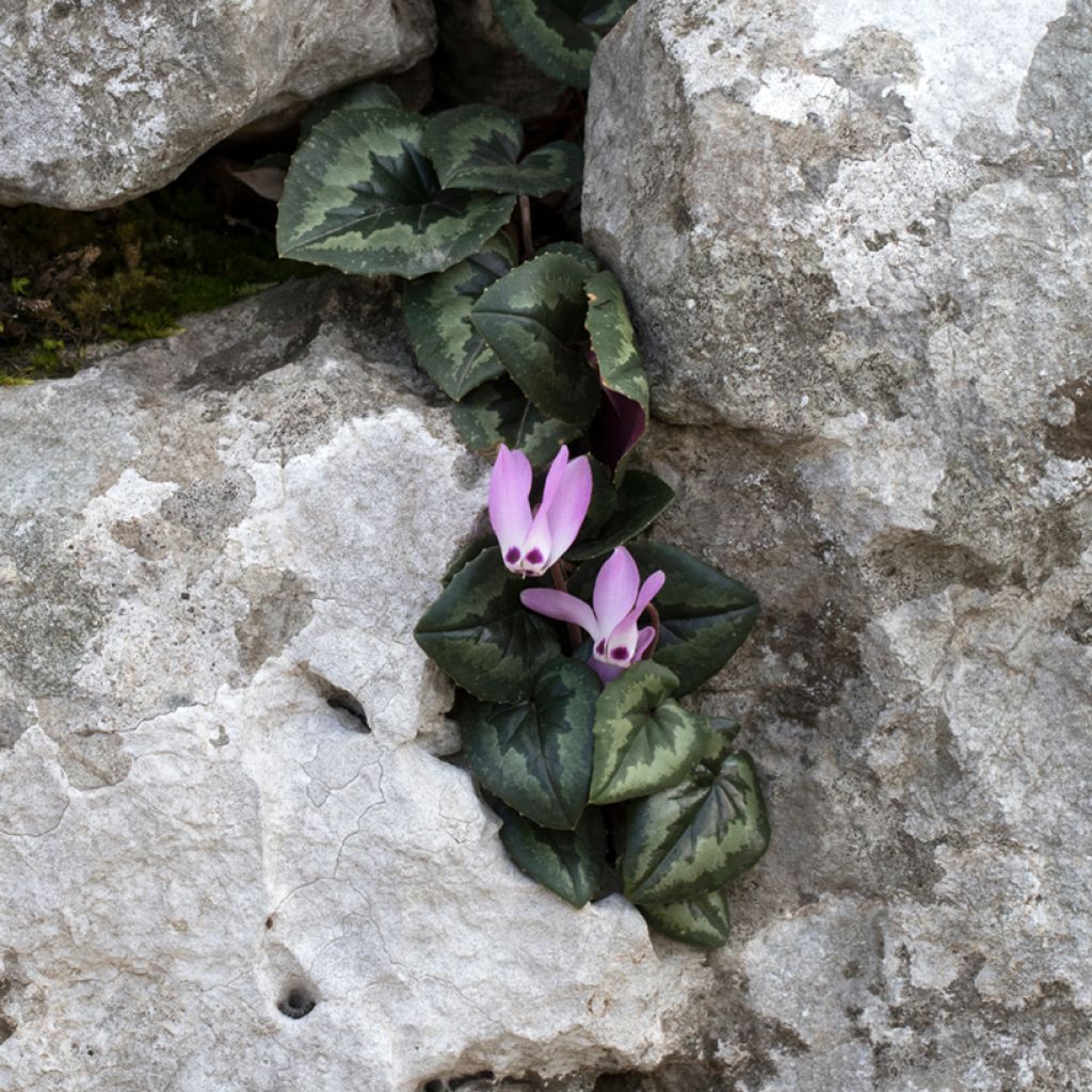 Cyclamen pseudibericum - Cyclamen de Turquie