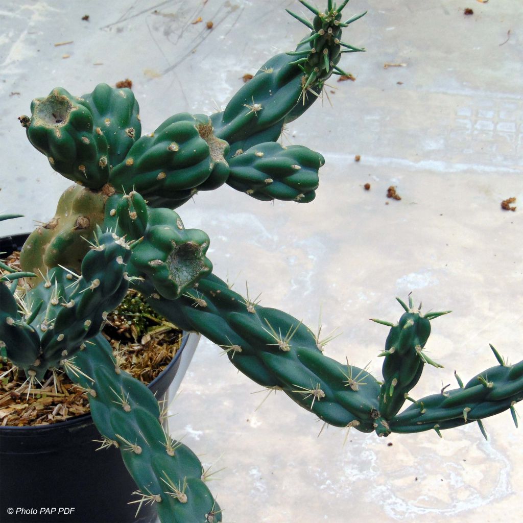 Cylindropuntia imbricata - Cactus rustique.