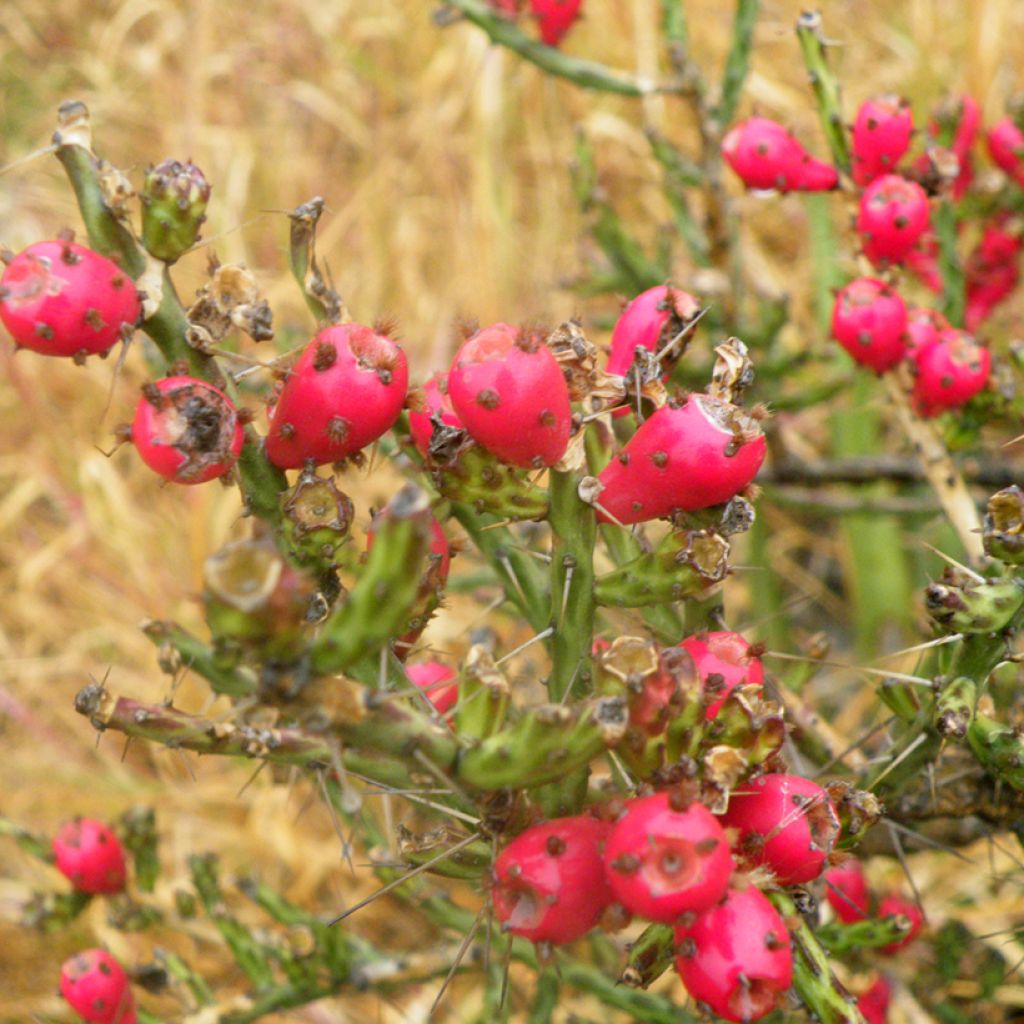 Cylindropuntia kleiniae - Opuntia ou oponce