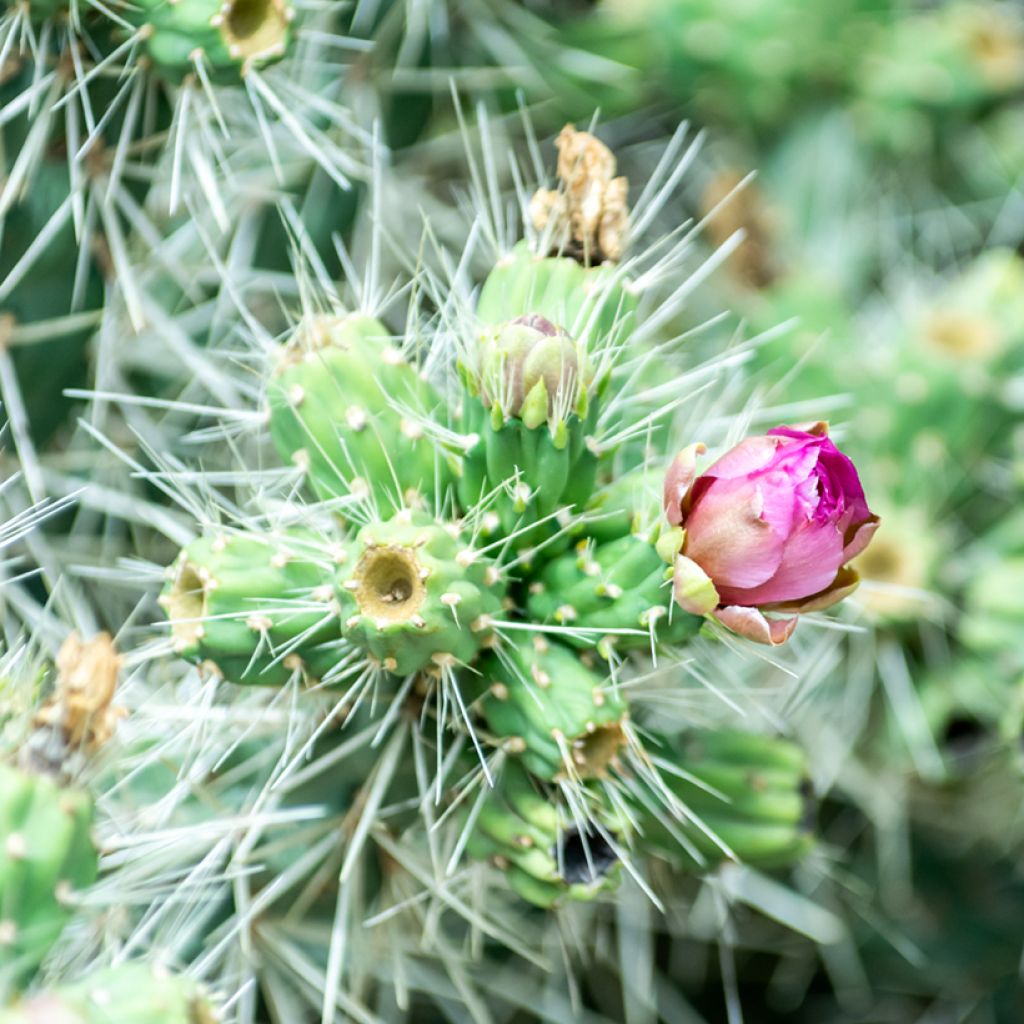 Cylindropuntia ou Opuntia tunicata 