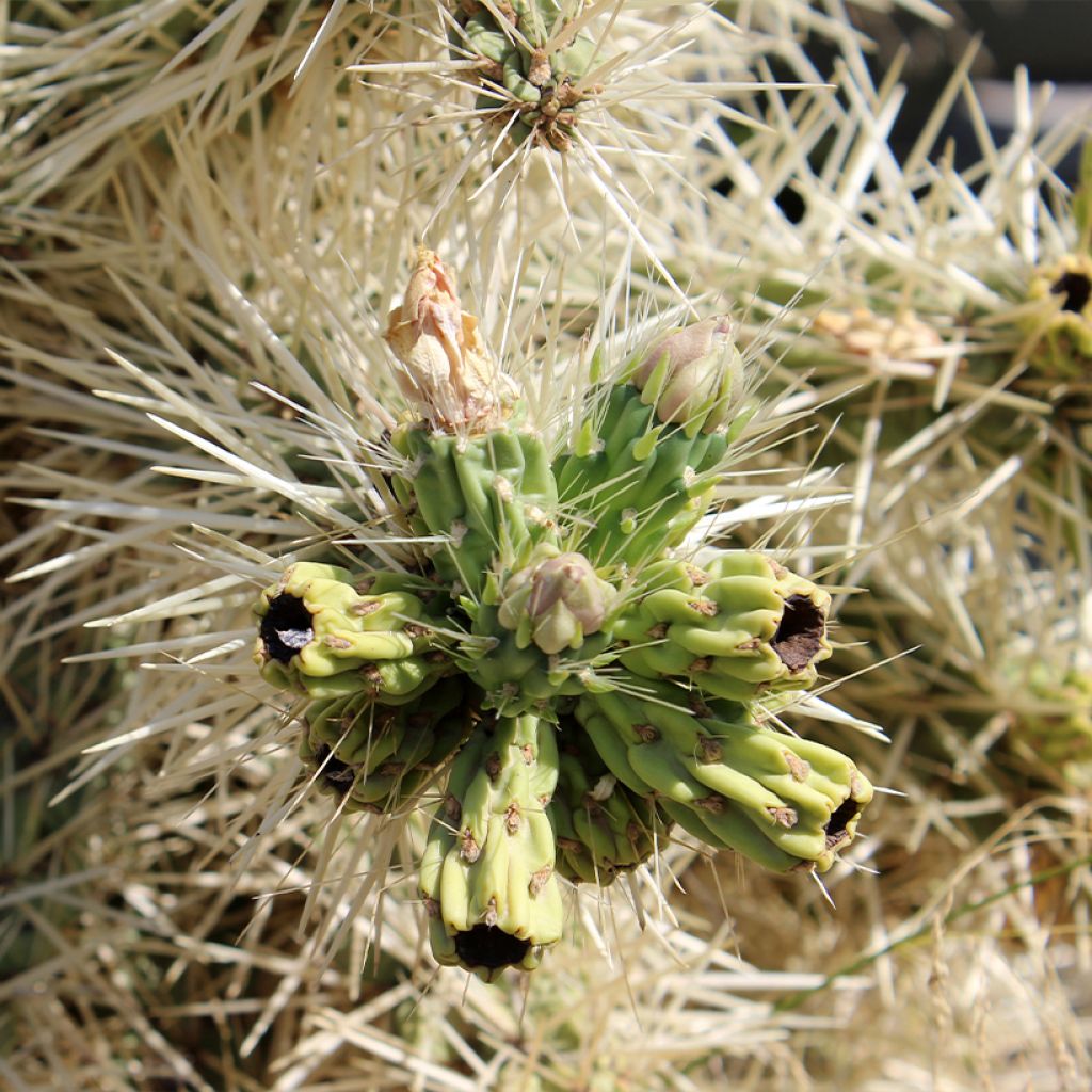 Cylindropuntia ou Opuntia tunicata 