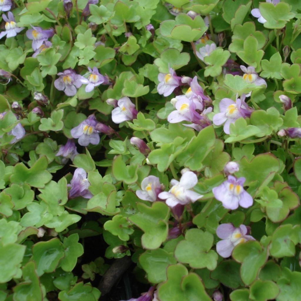 Ruine de Rome - Cymbalaria muralis