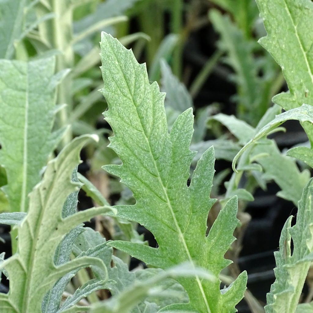 Artichaut Gros Vert de Laon - Cynara scolymus