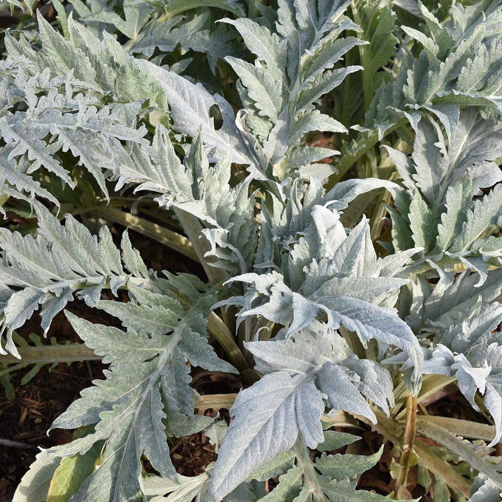 Cynara cardunculus - Cardon