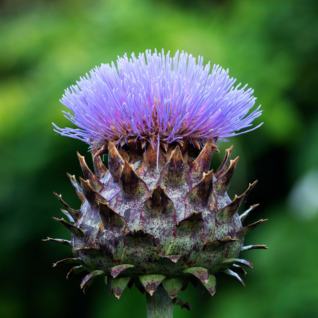 Cynara cardunculus - Cardon