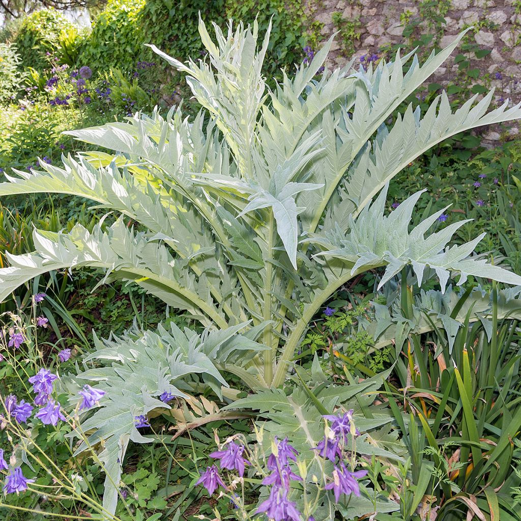 Cynara cardunculus - Cardon