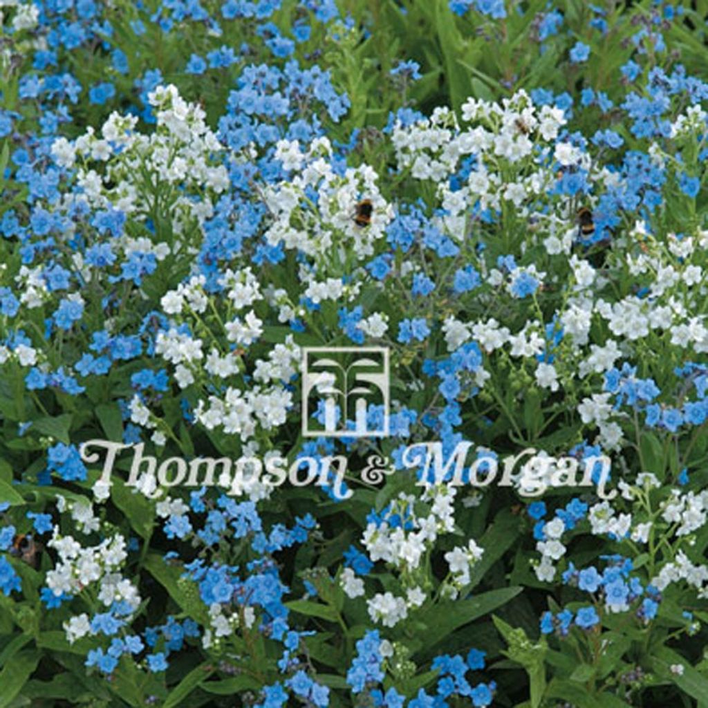 Cynoglossum Chill Out - Myosotis Chinois