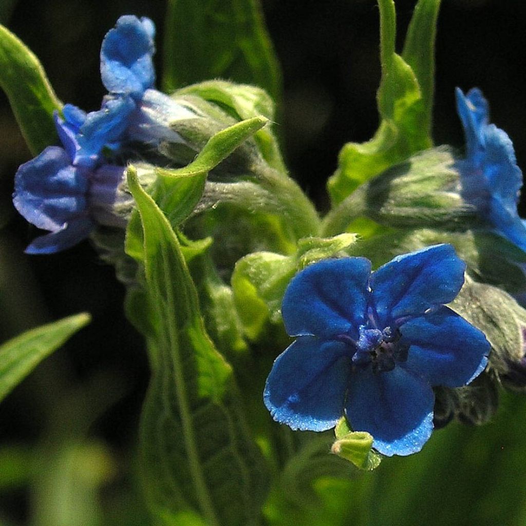 Cynoglossum nervosum - Langue de chien - Cynoglosse