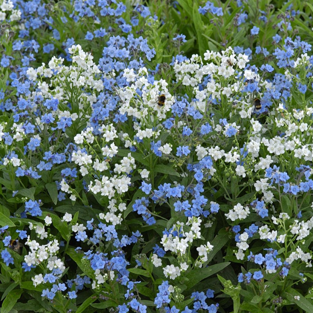 Graines de Cynoglossum Chill Out - Myosotis Chinois